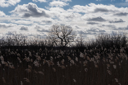 Dry reeds and bare trees in a field in early springの写真素材