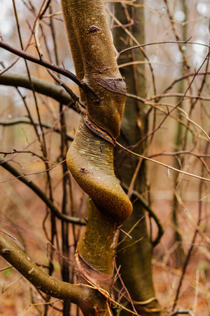 Closeup of a tree trunk in the forest. Spring time.の写真素材
