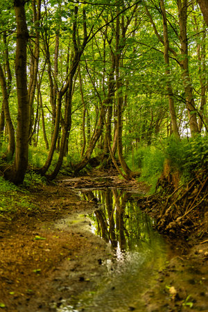 Beautiful landscape of the forest with a small river in the middleの写真素材
