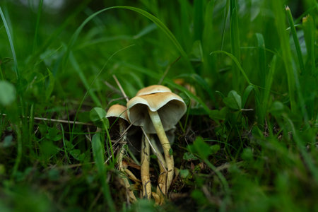 mushroom in the grass, close-up, macro photographyの写真素材