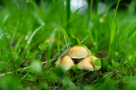 Mushrooms growing in the grass in the forest. Selective focus.の写真素材