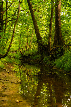 Beautiful green forest reflected in a small river in the summer.の写真素材