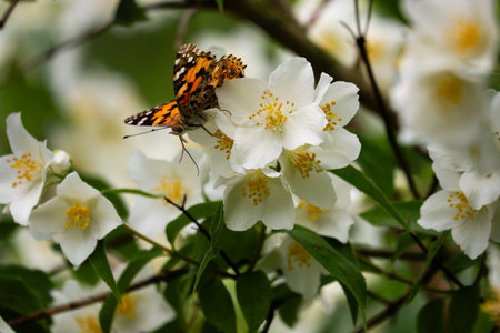 White jasmine flowers and butterfly on a branch with green leavesの写真素材