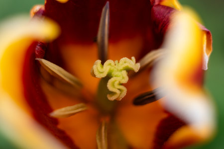 Close up of tulip flower. Shallow depth of field.の写真素材