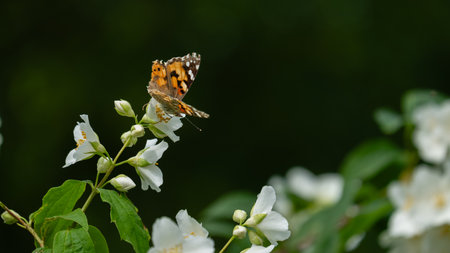 Butterfly on jasmine flower. Beautiful summer background.の写真素材