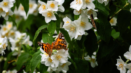 Beautiful white jasmine flowers with orange butterfly on it.の写真素材