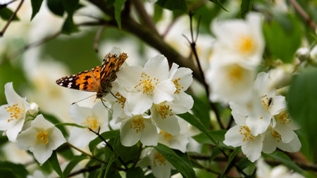 Vanessa cardui butterfly on jasmine flowers. High quality photoの写真素材