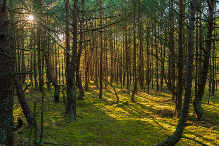Sunset in a pine forest. Sunlight passing through the trees.の写真素材