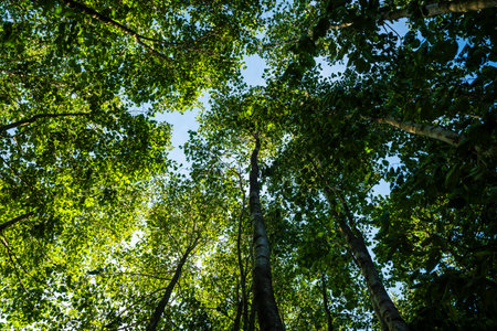 Looking up view of the canopy of trees in forest, Poland.の写真素材