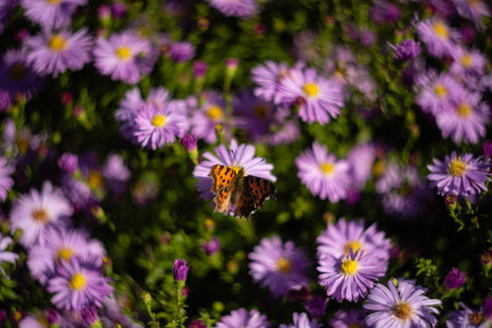 Aster flowers and butterfly in the garden. Selective focus.の写真素材