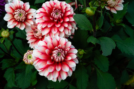 Red and white dahlia flowers in the garden, stock photoの写真素材
