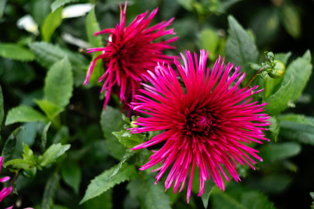 Beautiful pink dahlia flowers in the garden, stock photoの写真素材