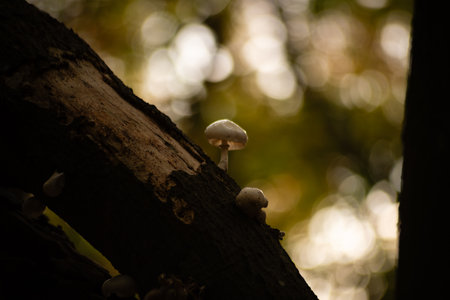 mushrooms growing on a tree trunk in the forest at dawn