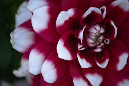 Red and white dahlia flower close up. Nature background.の写真素材
