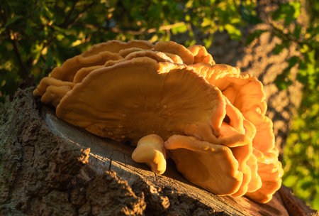 Lingzhi mushroom (Lingzhi mushroom) on treeの写真素材