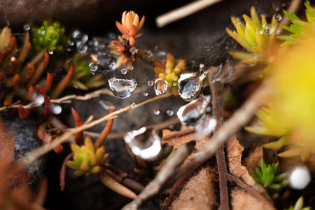 Water droplets on plants in the forest. Macro shot with shallow depth of field.の写真素材