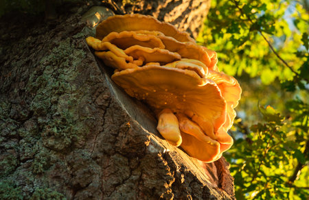 Lingzhi mushroom (Lingzhi mushroom) growing on a treeの写真素材