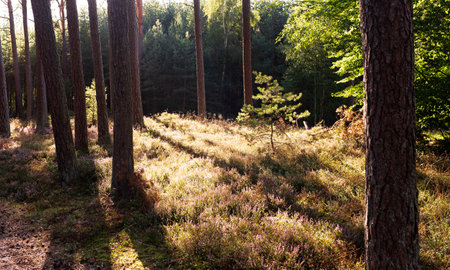 beautiful morning light in the forest. forest path among the treesの写真素材