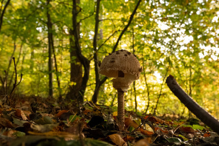 Umbrella mushroom in the autumn forest. Shallow depth of field.の写真素材