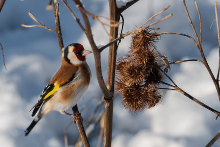Goldfinch (Carduelis carduelis) on a thistle in winterの写真素材