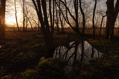 Sunset in the forest with reflection in the water. Spring landscape.の写真素材