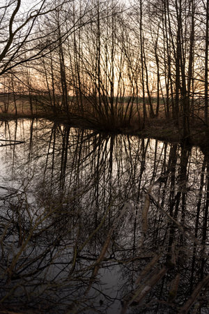 reflections of trees in the water at sunset in winter. abstract backgroundの写真素材
