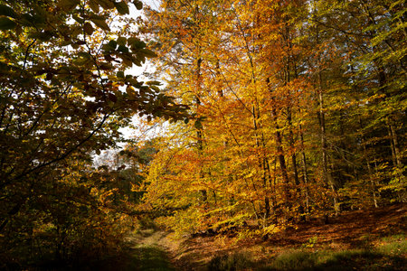 Autumn landscape with colorful leaves in the forest. Colorful autumn forestの写真素材