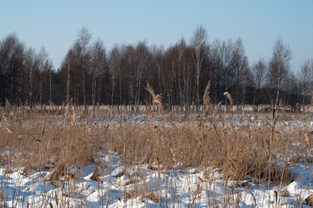 Winter landscape with dry grass in the foreground and trees in the backgroundの写真素材