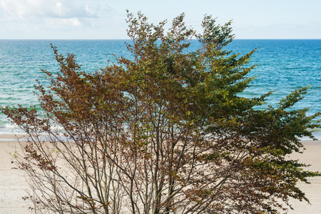 Tree on the beach of the Baltic Sea in Ustka, Polandの写真素材