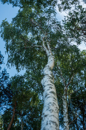 birch forest view from below into the sky, summer landscapeの写真素材