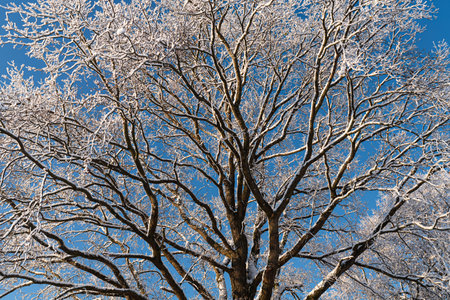 Winter tree with hoarfrost on blue sky background. Winter landscape.の写真素材