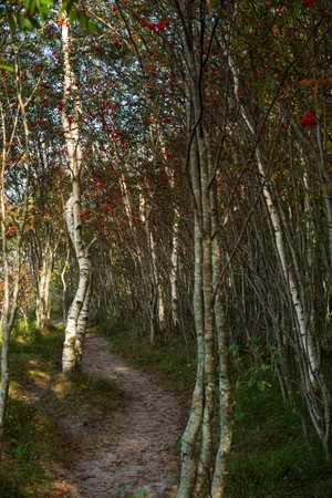 Path in the forest with rowan trees in the autumn season.の写真素材