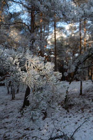Pine covered branches with hoarfrost in the winter forest.の写真素材