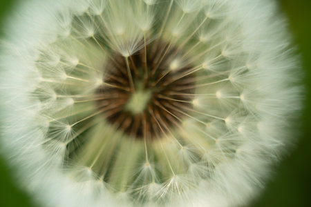 Dandelion seeds close-up macro photo, shallow depth of fieldの写真素材