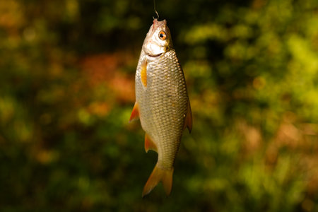Caught freshwater fish on hook on blurred green background with bokeh.の写真素材