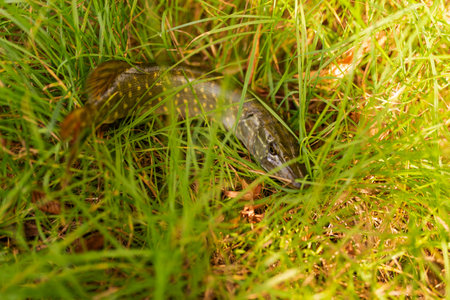 Pike on the green grass in the forest. Shallow depth of field.の写真素材