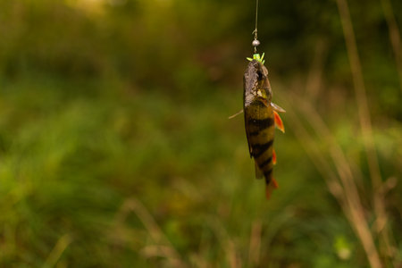 Perch caught on a hook on a background of green grass.の写真素材