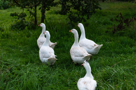 White geese on the green grass in the garden. Farm animals.の写真素材