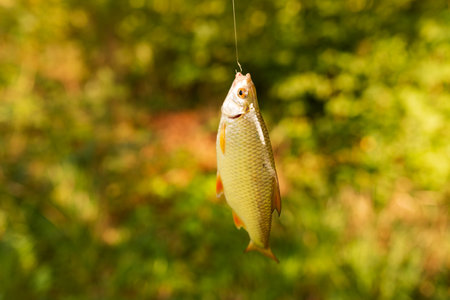 Roach caught on a fishing hook on a background of green grassの写真素材