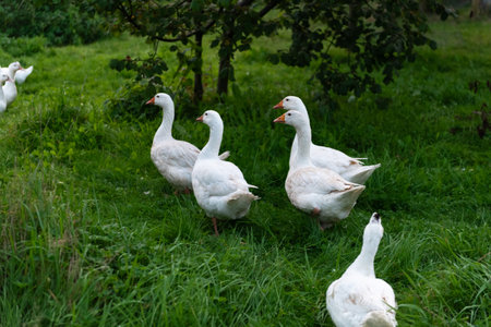 White geese on the grass in the village, close-upの写真素材