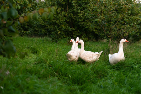 White geese on the green grass in the garden in summer.の写真素材