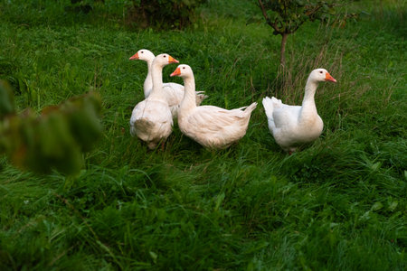 Three white geese on the green grass in the garden in summerの写真素材