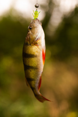 Perch caught on a hook on a background of green grass.の写真素材