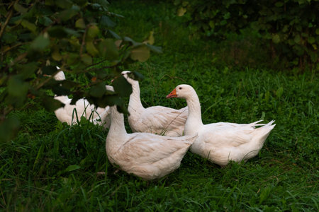 White geese on the green grass in the garden. Animal portraitの写真素材