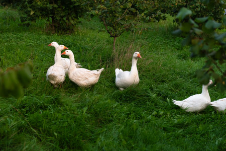 White geese on green grass in the summer garden. Farm animals.の写真素材
