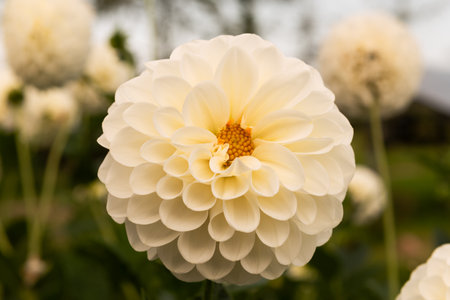 White dahlia flower in the garden. Close-up.の写真素材