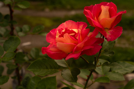 Beautiful red roses in the garden. Shallow depth of field.の写真素材