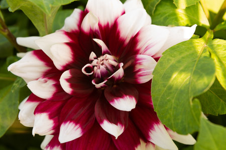 Close up of a red and white dahlia flower in bloomの写真素材