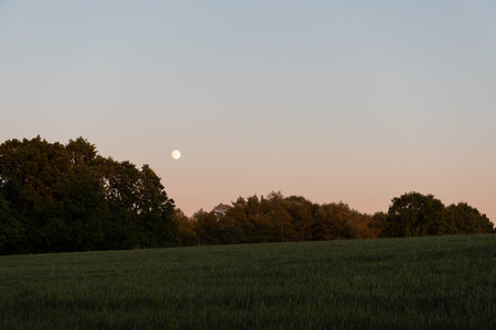 Sunset over the field with trees in the foreground and the moon in the skyの写真素材
