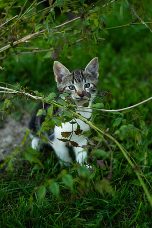 Cute kitten playing in the garden. Selective focus. Animal.の写真素材